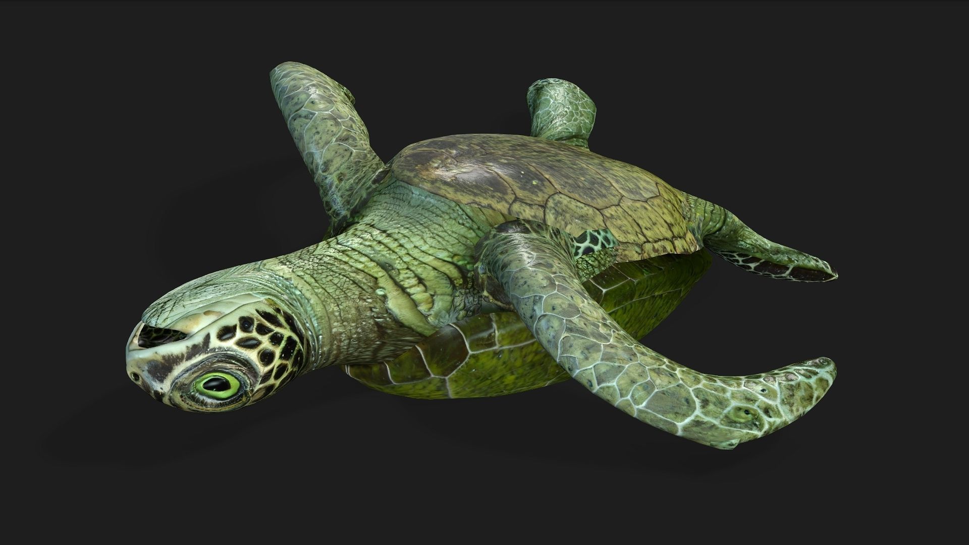 Turtle-A3 3D model_3
