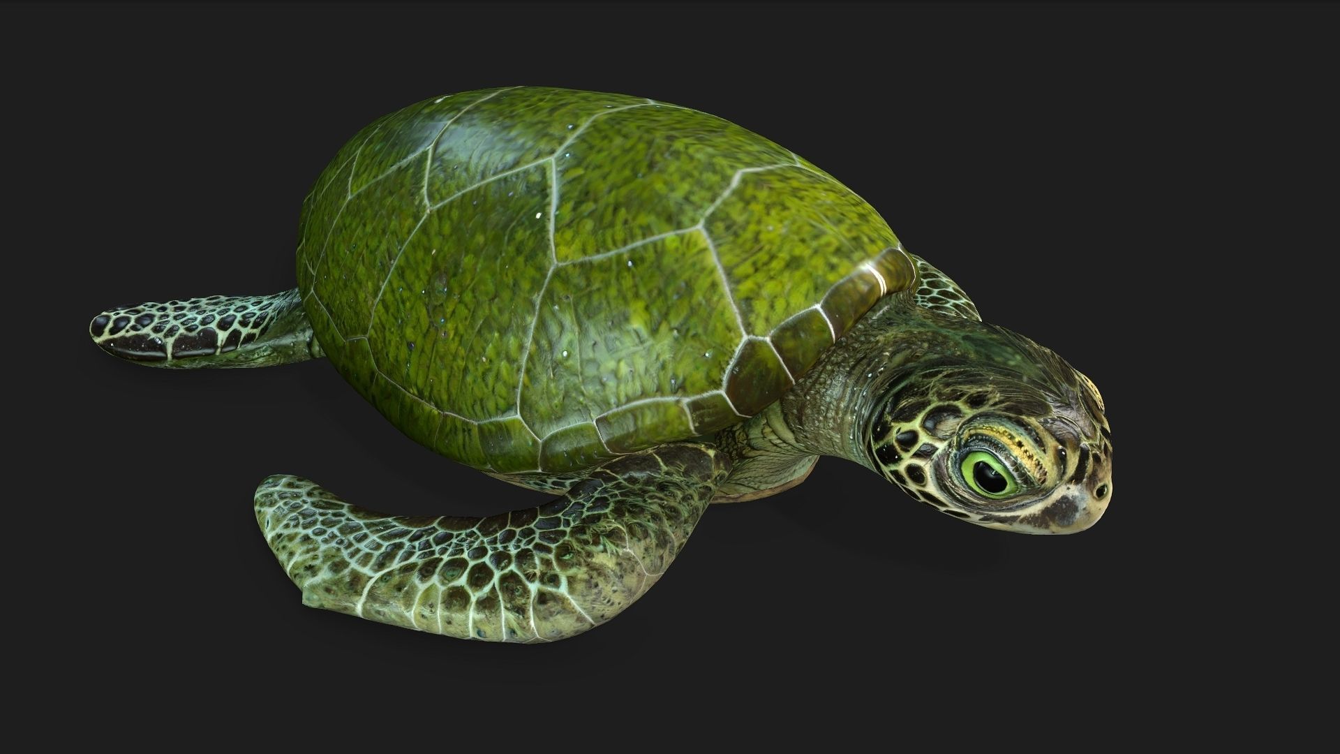 Turtle-A3 3D model_12