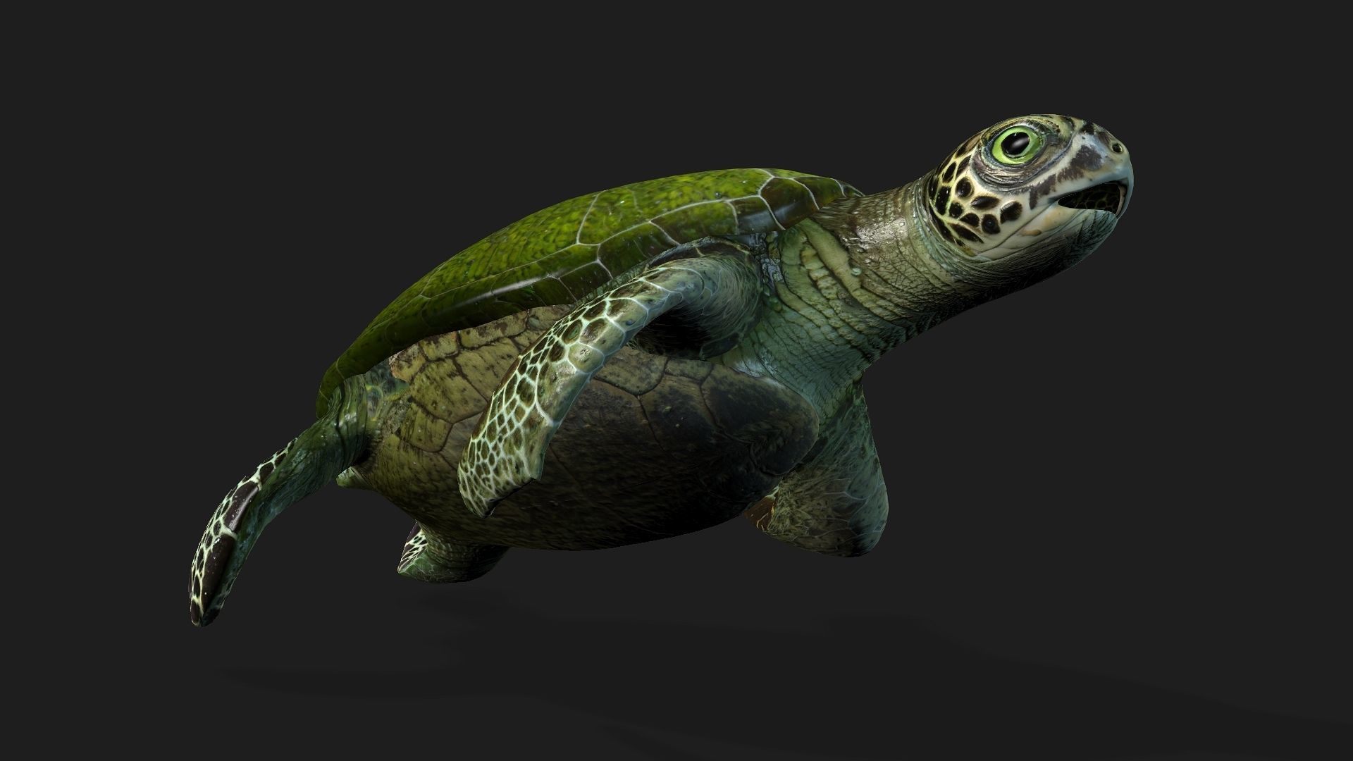 Turtle-A3 3D model_15