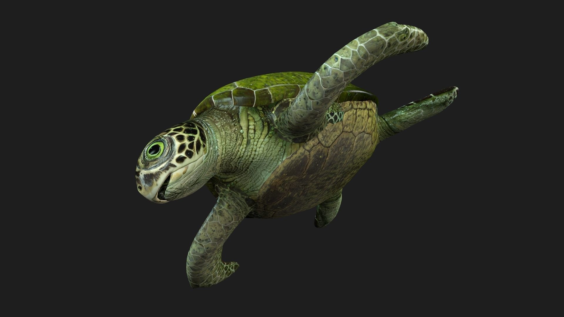 Turtle-A3 3D model_7