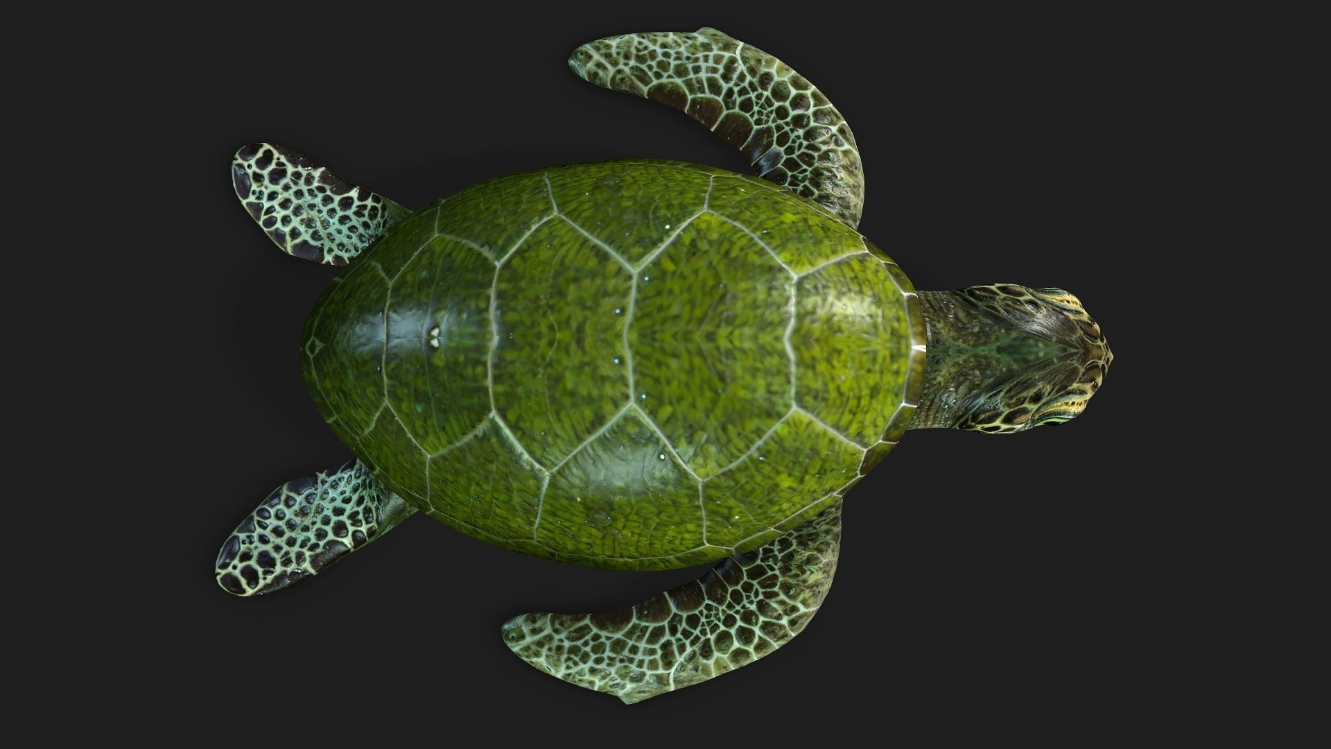 Turtle-A3 3D model_13