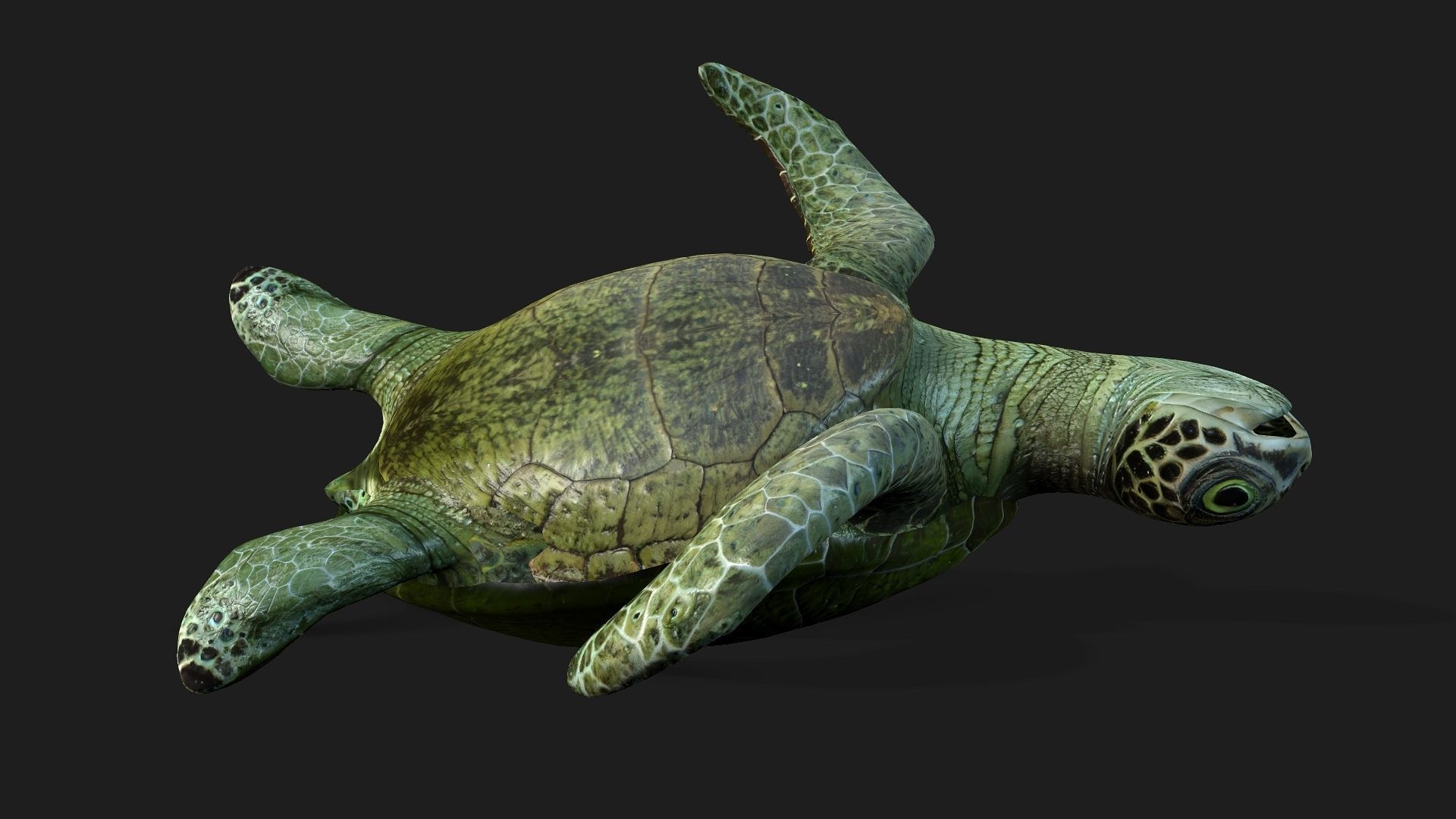 Turtle-A3 3D model_16