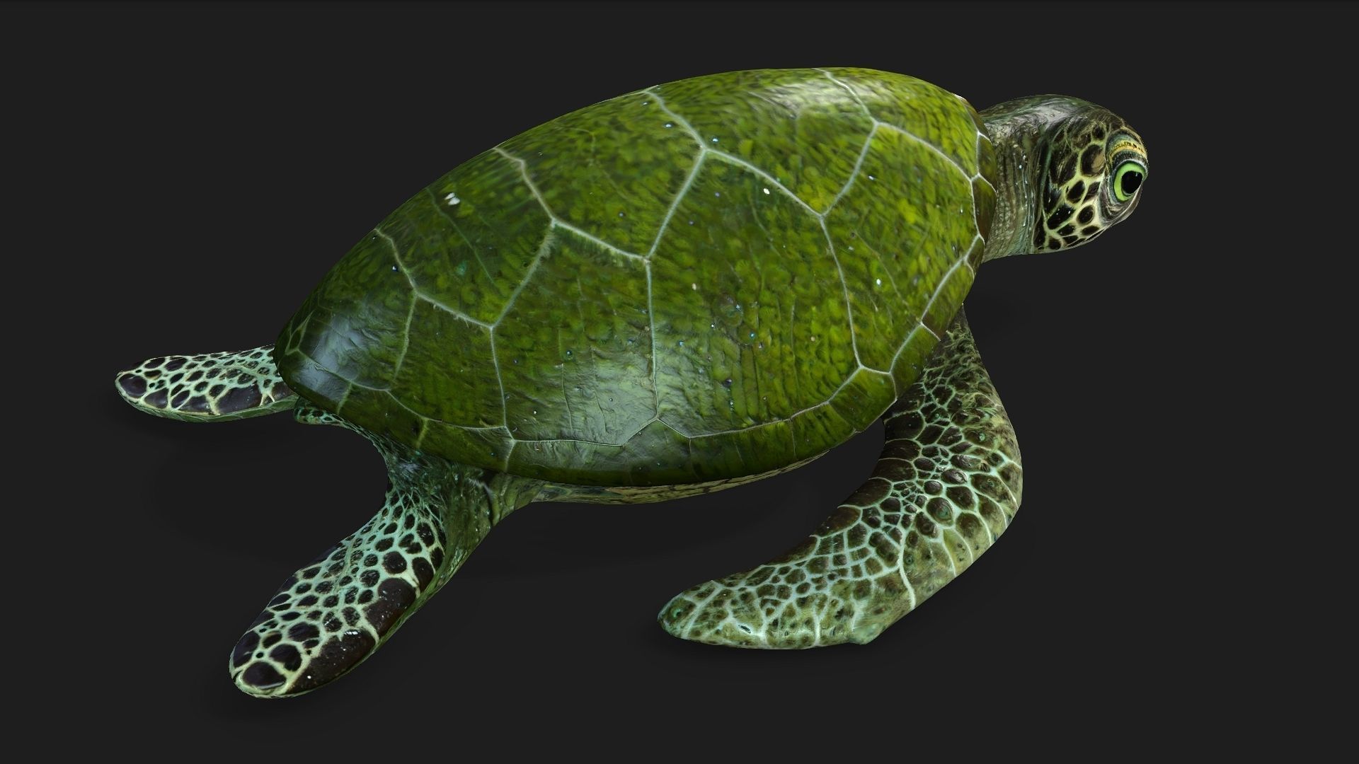 Turtle-A3 3D model_11
