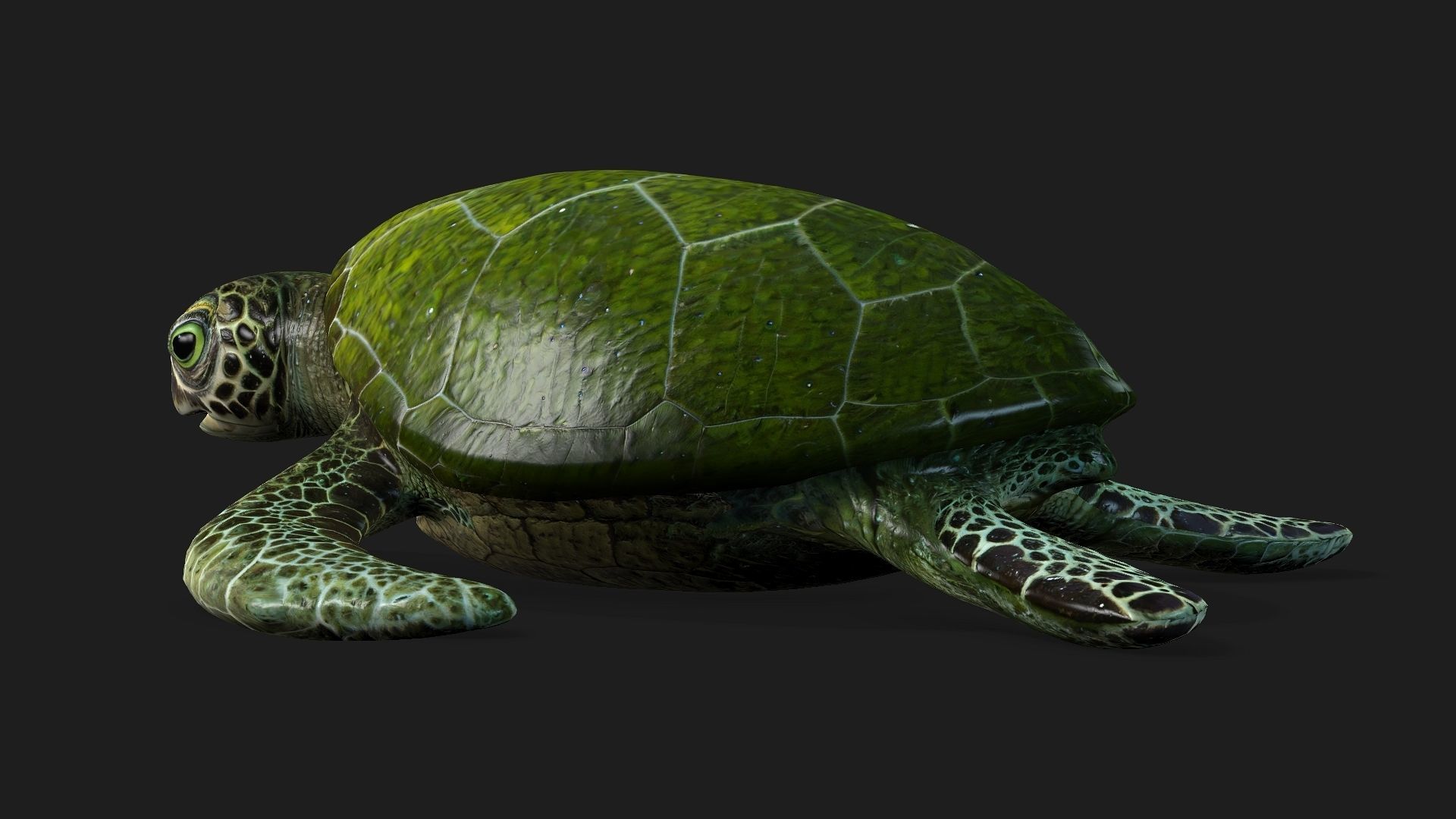 Turtle-A3 3D model_10