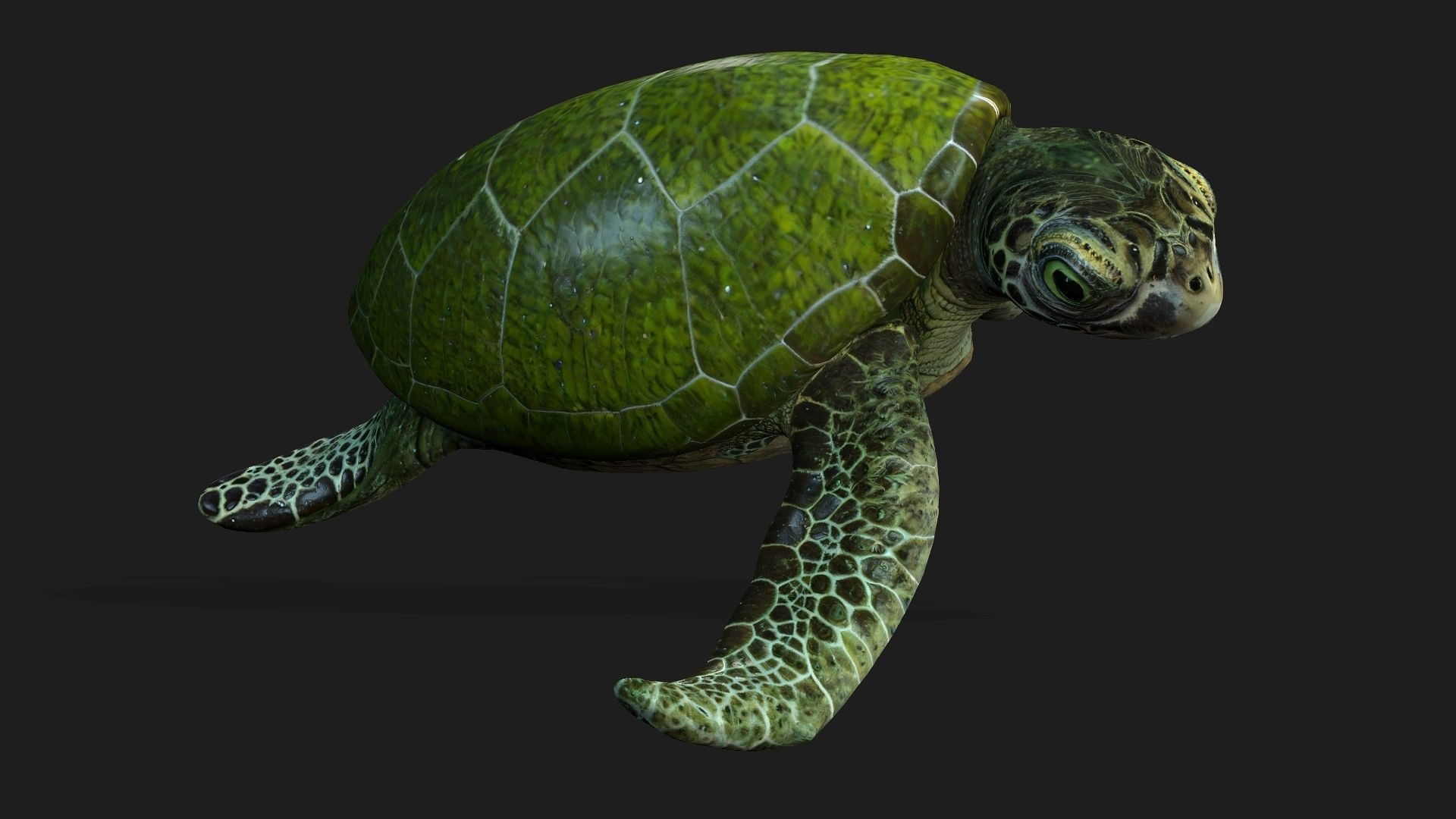 Turtle-A3 3D model_6