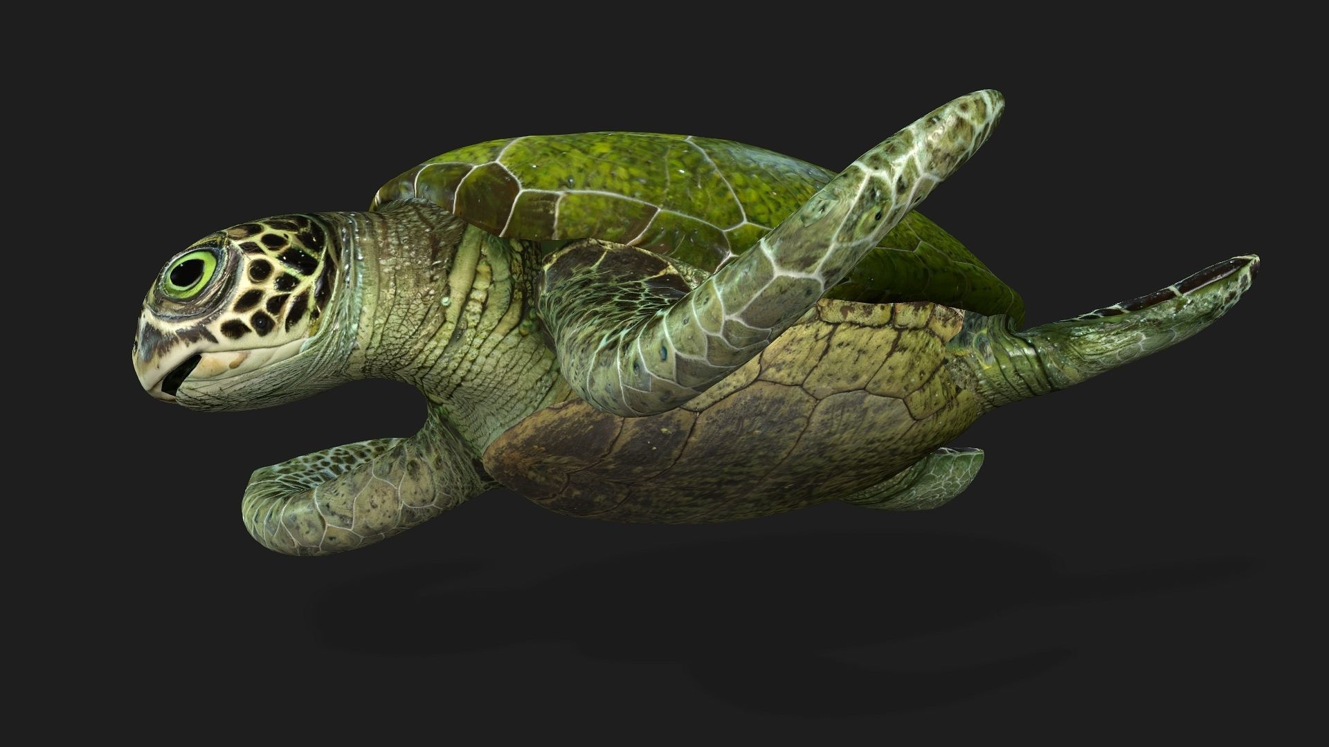 Turtle-A3 3D model_5