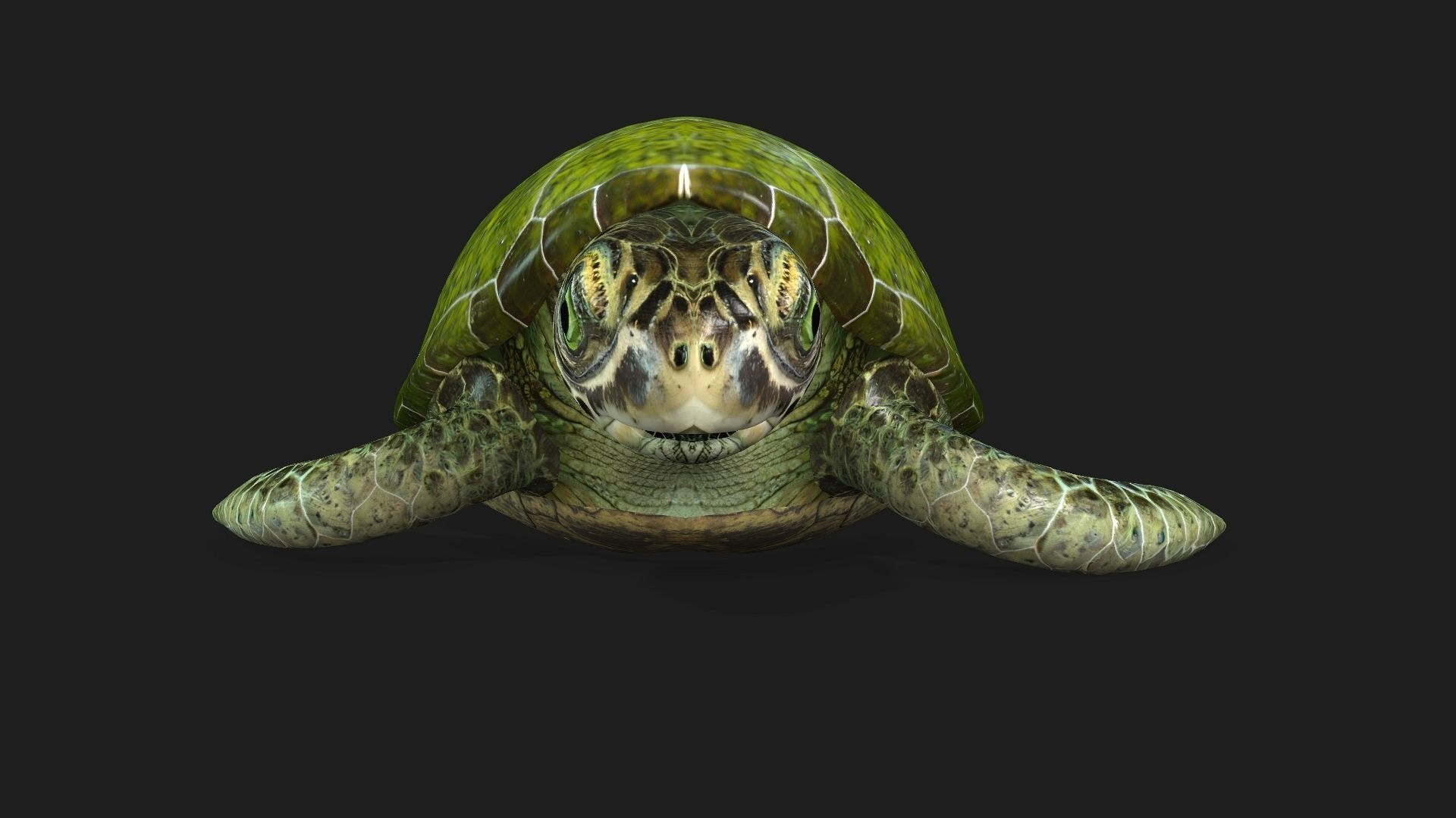 Turtle-A3 3D model_14