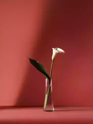 Calla lily flower 3D model
