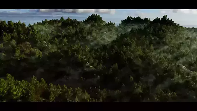 HILL FOREST WITH MANY TREES 