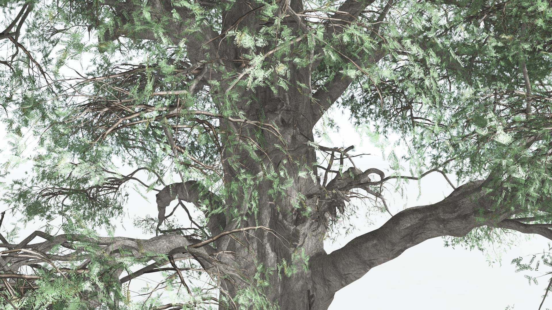 EVERYPlant Kauri 4 --12 Models-- 3D model_15