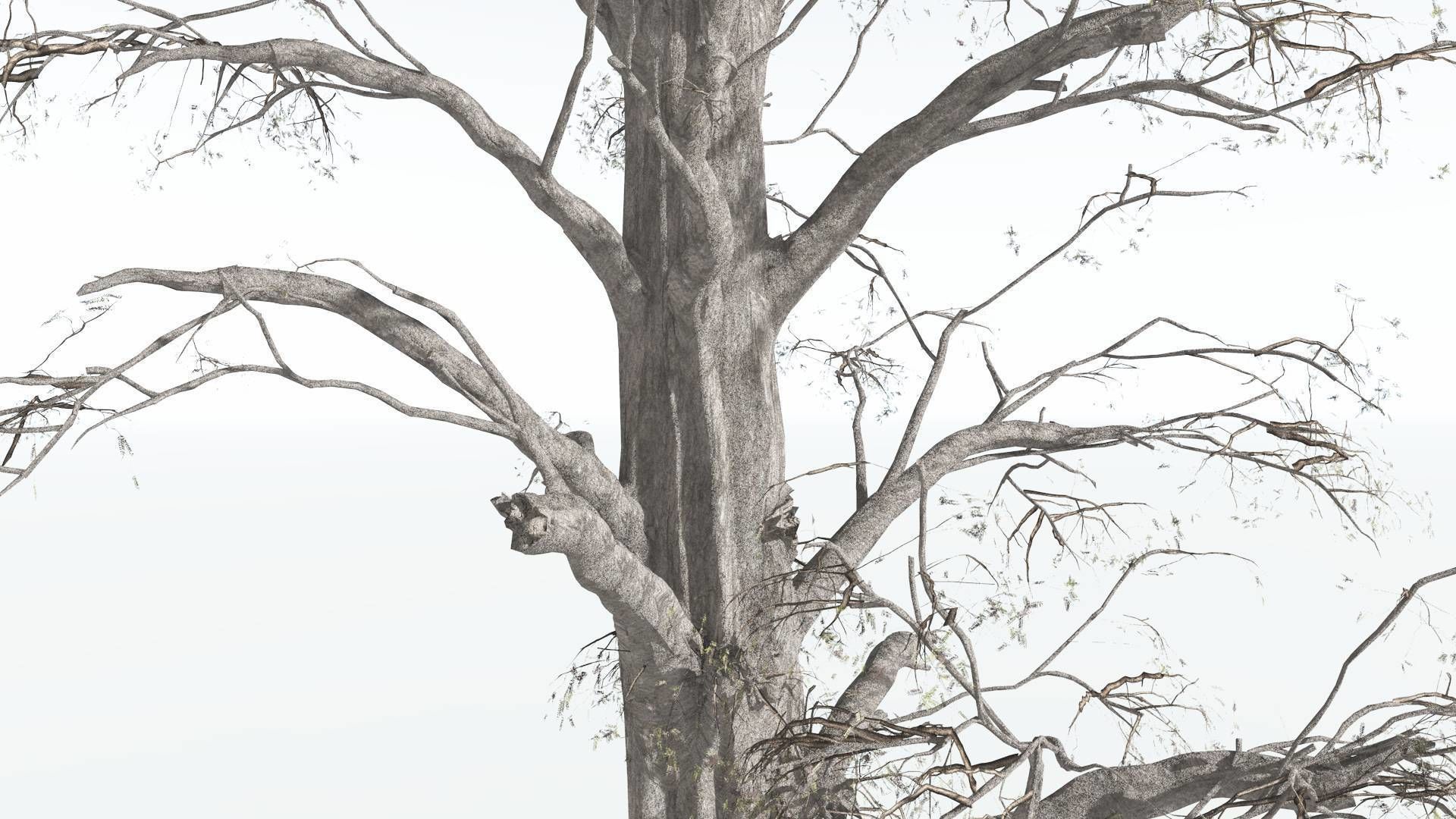 EVERYPlant Kauri 4 --12 Models-- 3D model_11