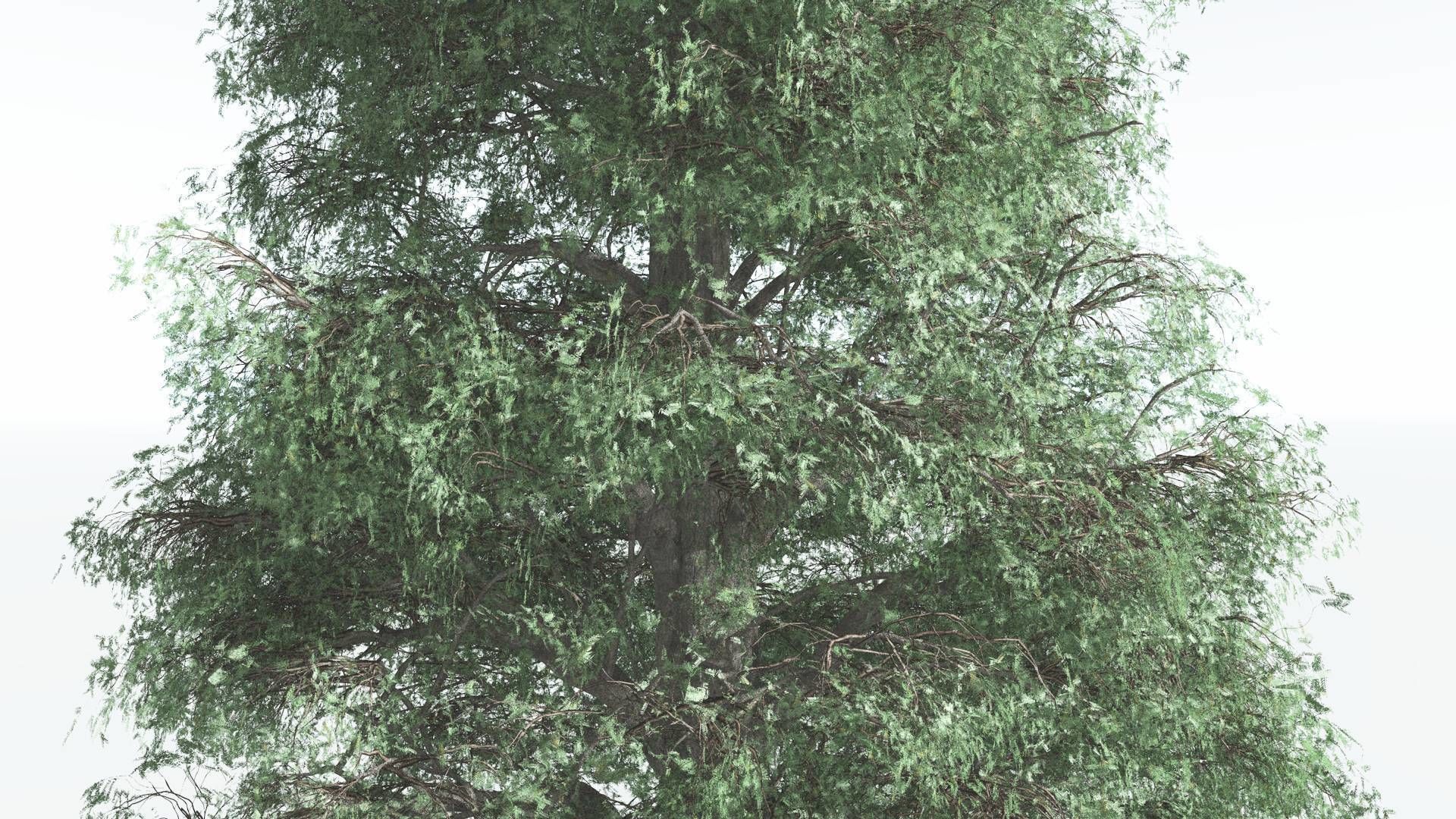 EVERYPlant Kauri 4 --12 Models-- 3D model_17