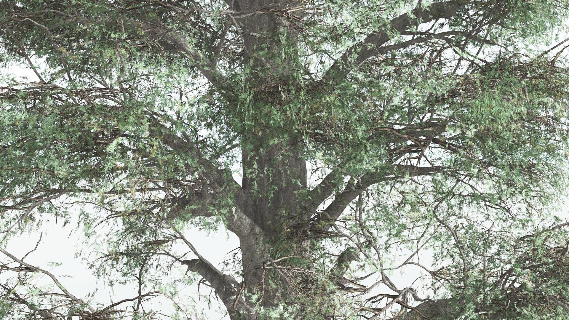 EVERYPlant Kauri 4 --12 Models-- 3D model_7