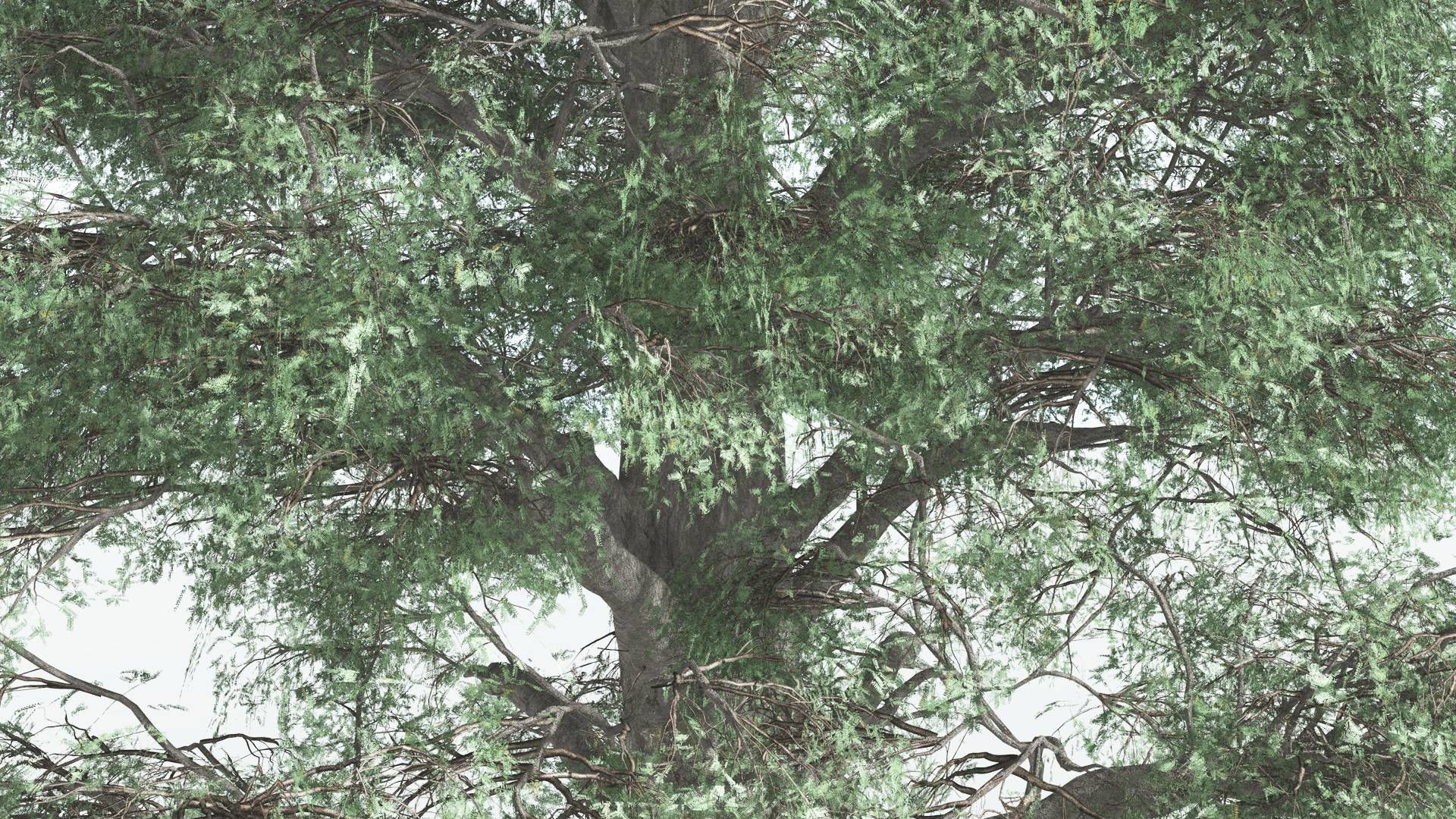 EVERYPlant Kauri 4 --12 Models-- 3D model_5