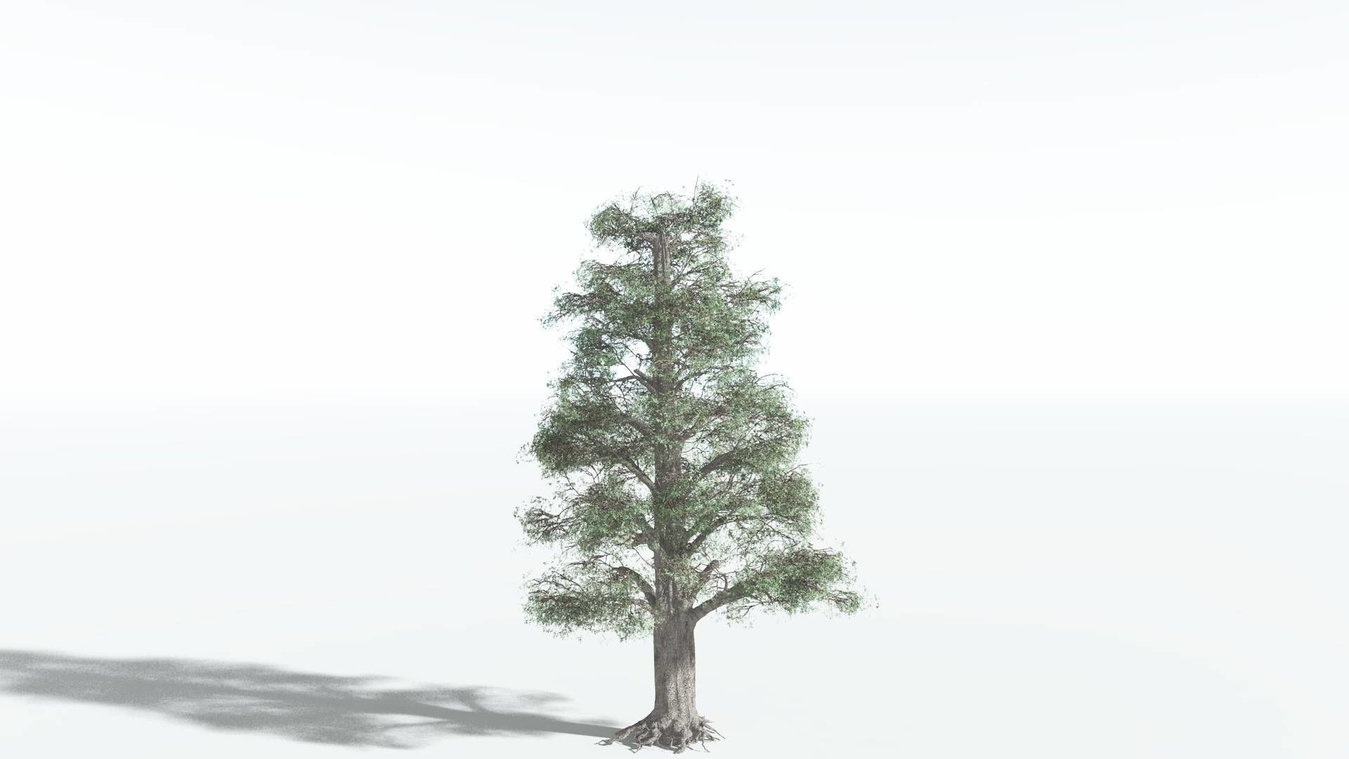 EVERYPlant Kauri 4 --12 Models-- 3D model_6