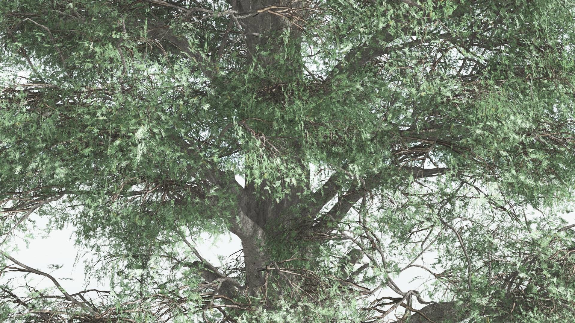 EVERYPlant Kauri 4 --12 Models-- 3D model_3