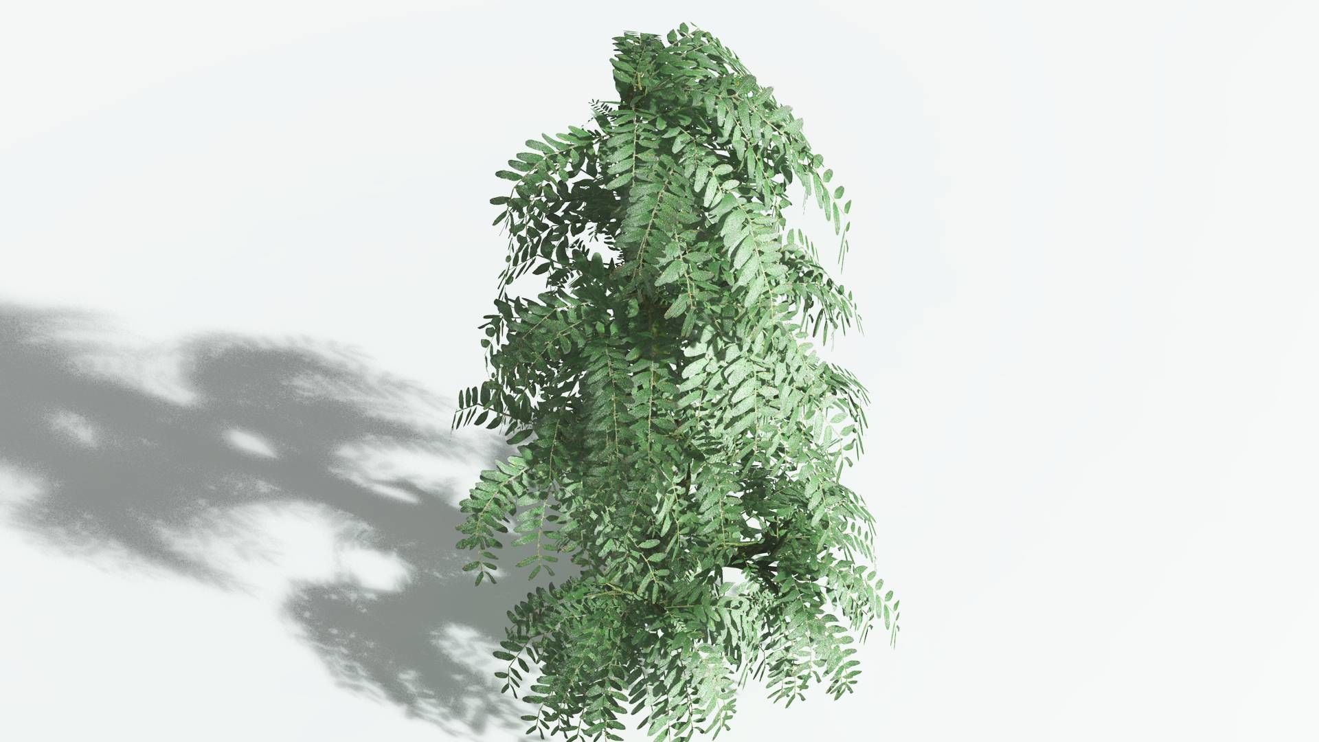 EVERYPlant Kauri 4 --12 Models-- 3D model_21
