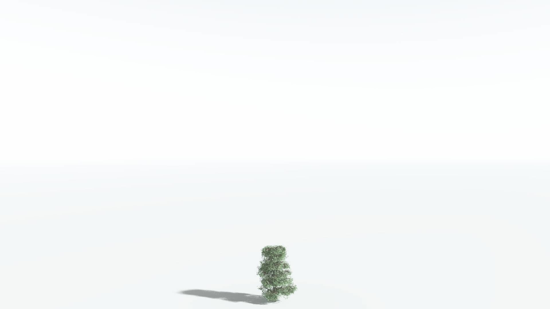 EVERYPlant Kauri 4 --12 Models-- 3D model_18