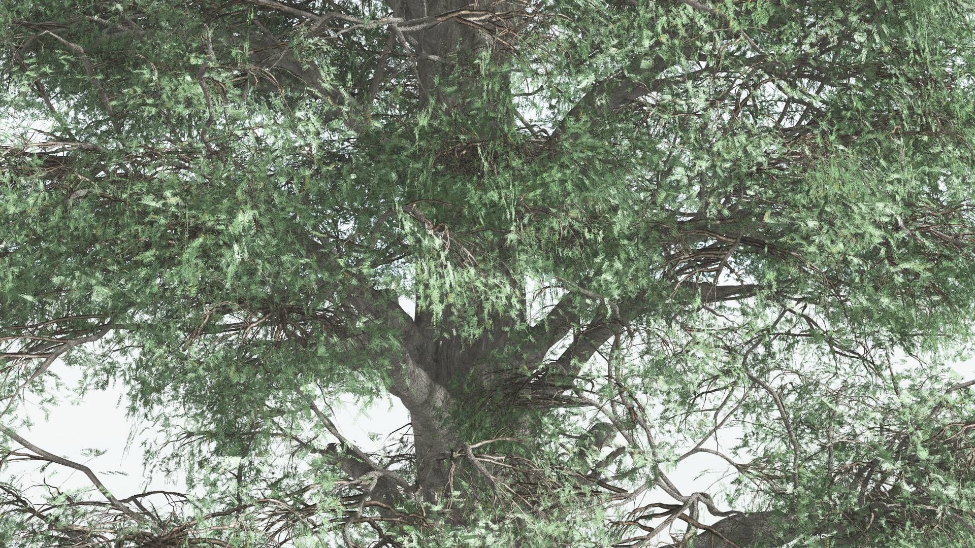 EVERYPlant Kauri 4 --12 Models-- 3D model_25