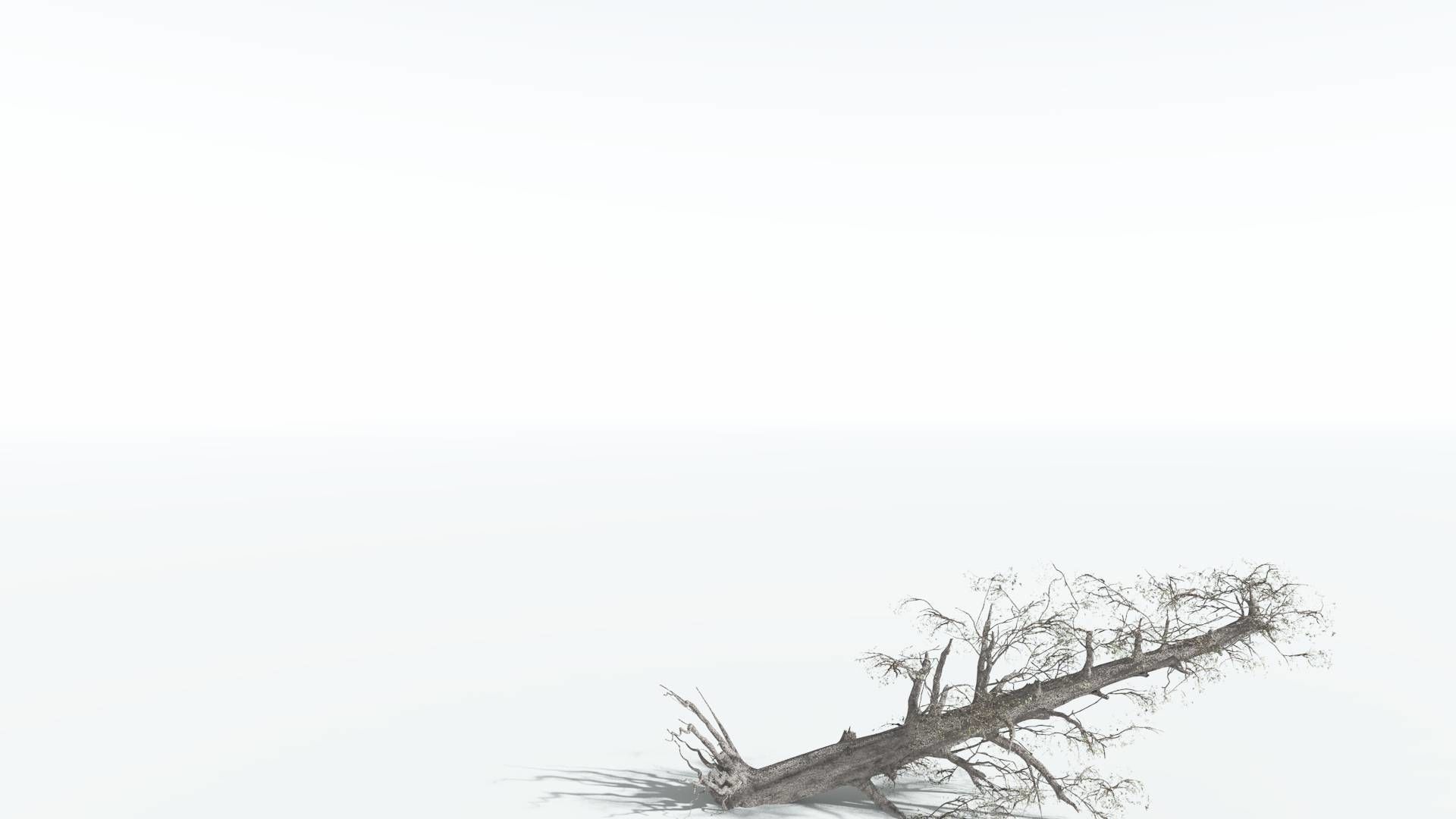 EVERYPlant Kauri 4 --12 Models-- 3D model_12