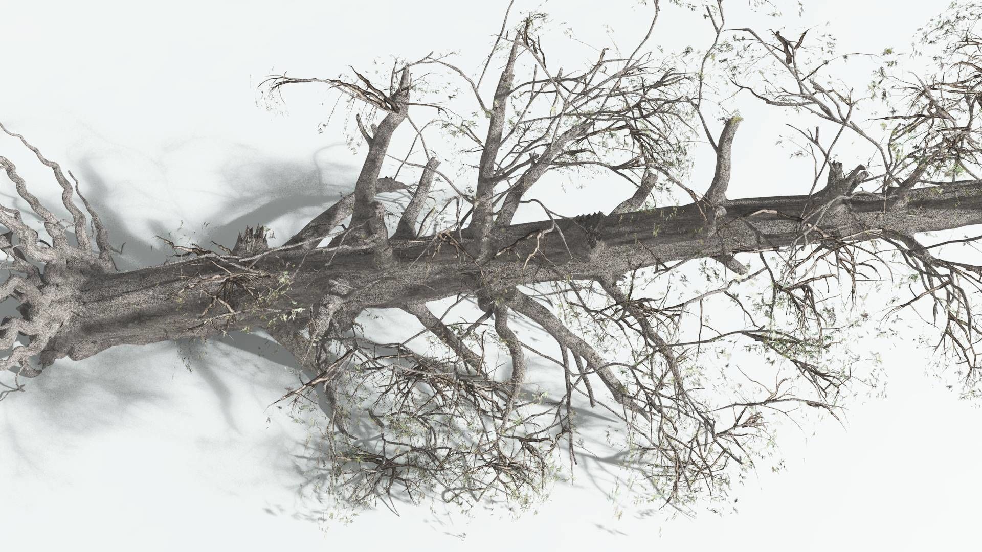 EVERYPlant Kauri 4 --12 Models-- 3D model_13