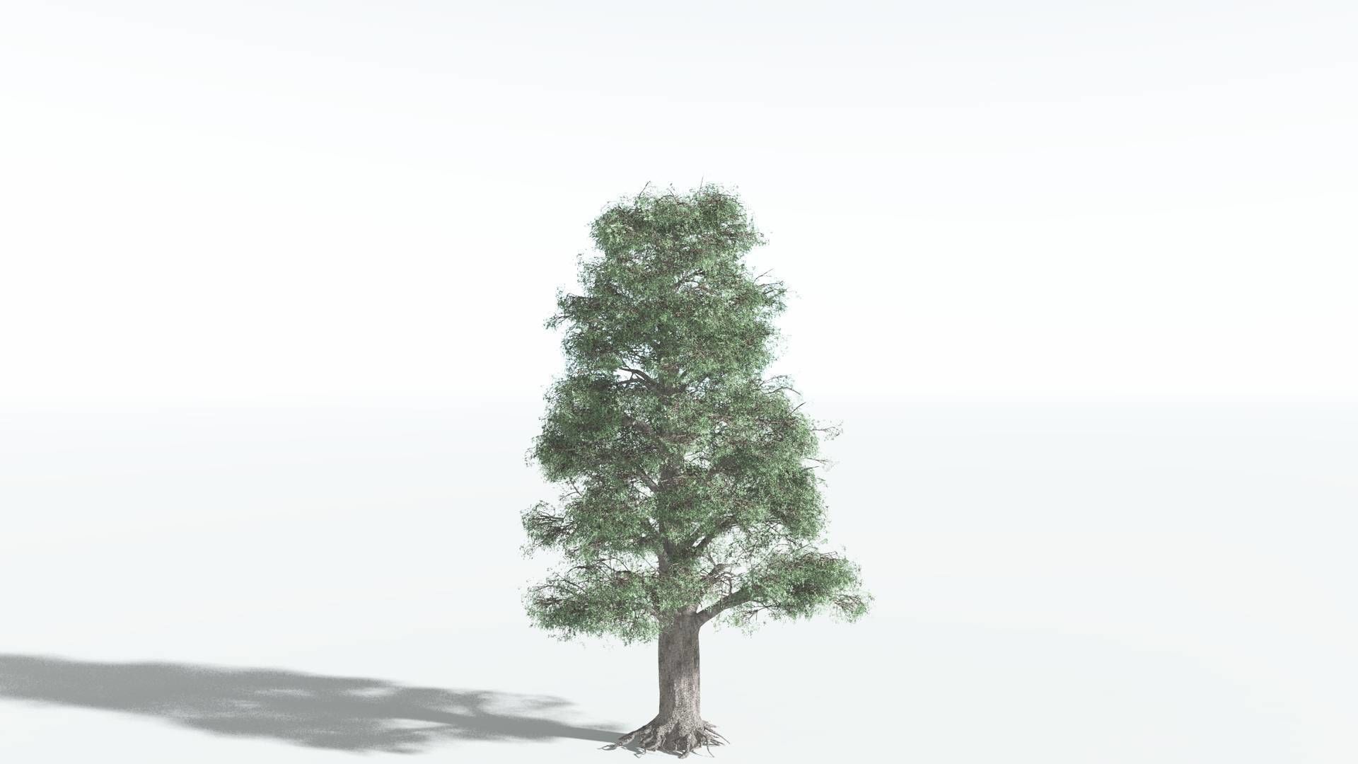 EVERYPlant Kauri 4 --12 Models-- 3D model_22