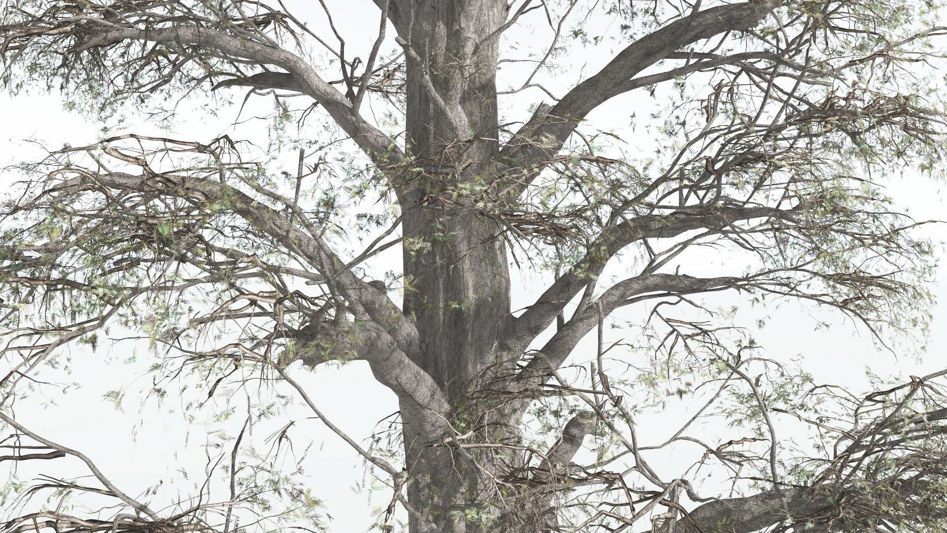 EVERYPlant Kauri 4 --12 Models-- 3D model_9