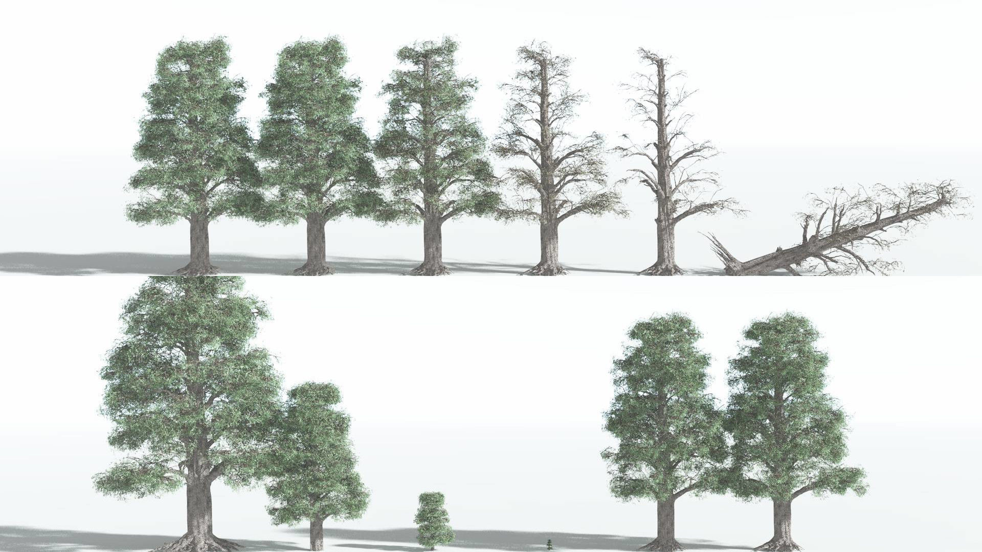 EVERYPlant Kauri 4 --12 Models-- 3D model_1