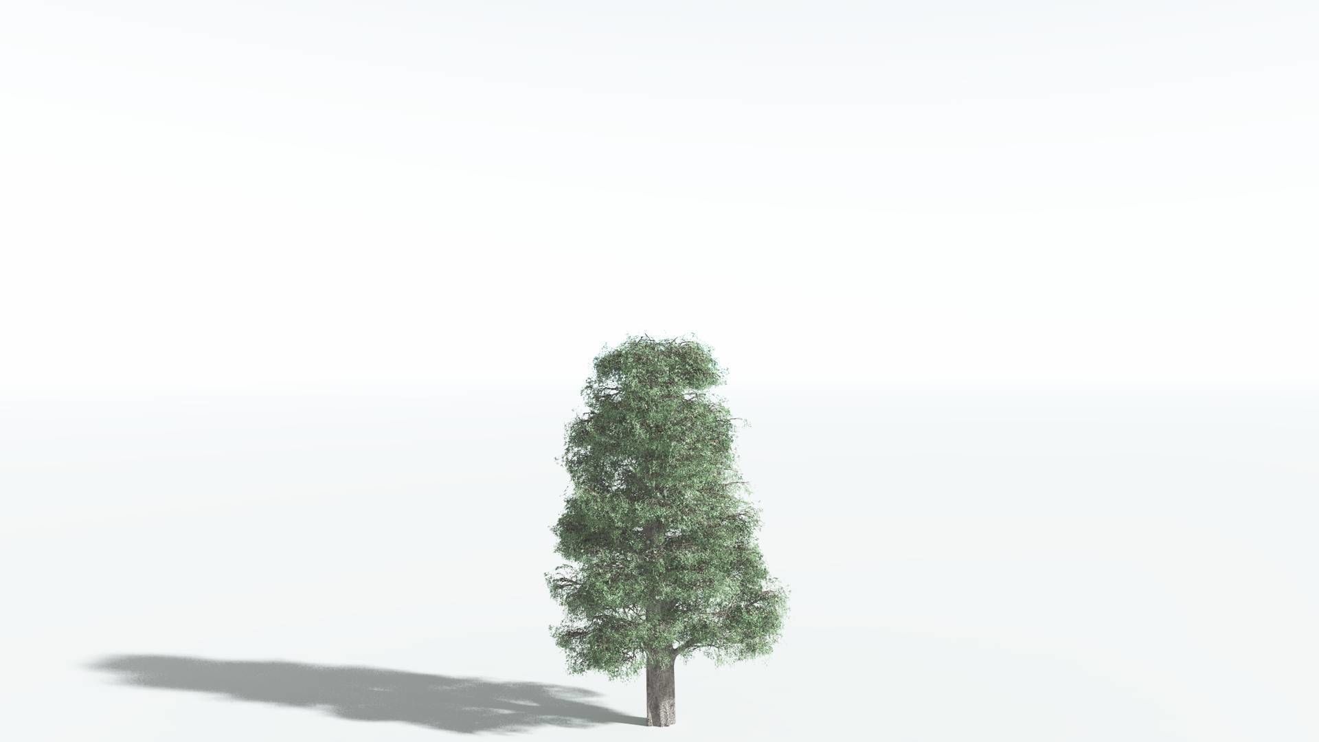 EVERYPlant Kauri 4 --12 Models-- 3D model_16