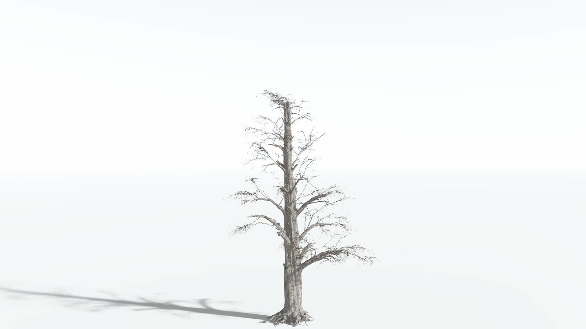 EVERYPlant Kauri 4 --12 Models-- 3D model_10