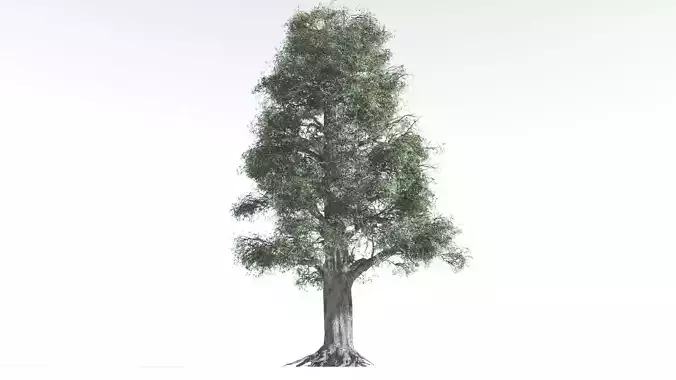 EVERYPlant Kauri 4 --12 Models--