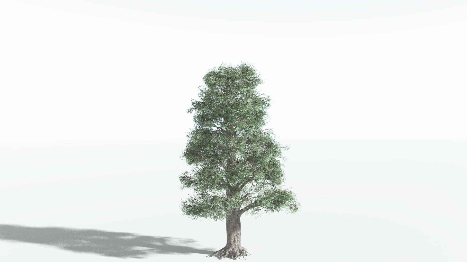 EVERYPlant Kauri 4 --12 Models-- 3D model_2