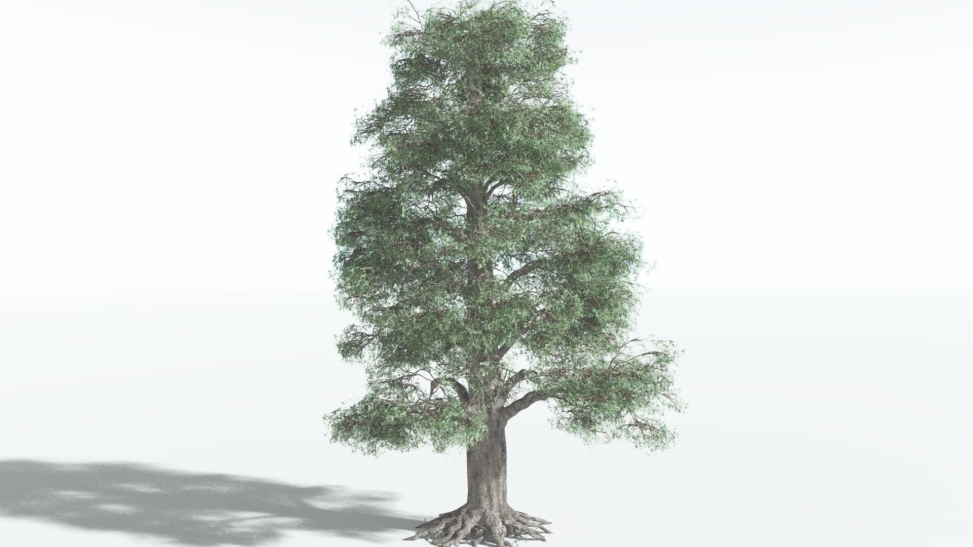 EVERYPlant Kauri 4 --12 Models-- 3D model_14