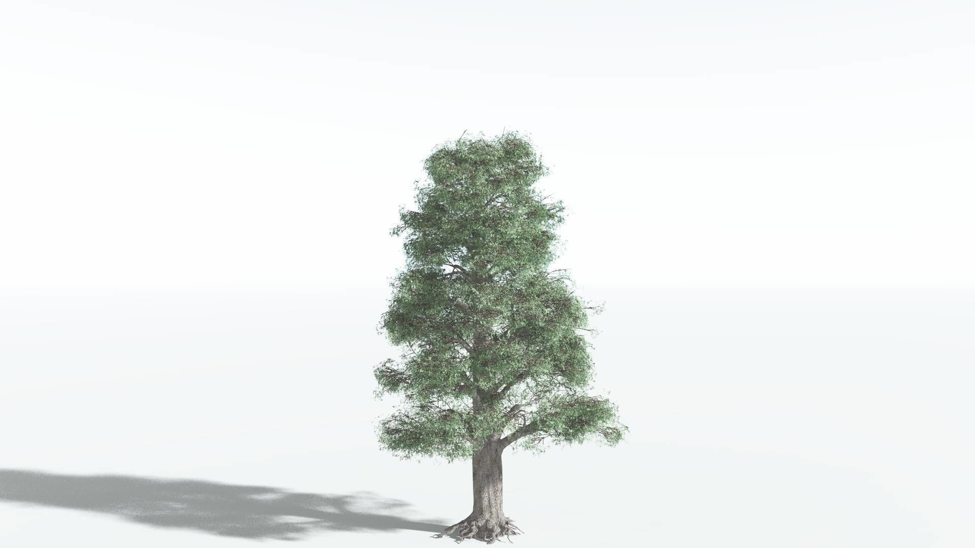 EVERYPlant Kauri 4 --12 Models-- 3D model_4