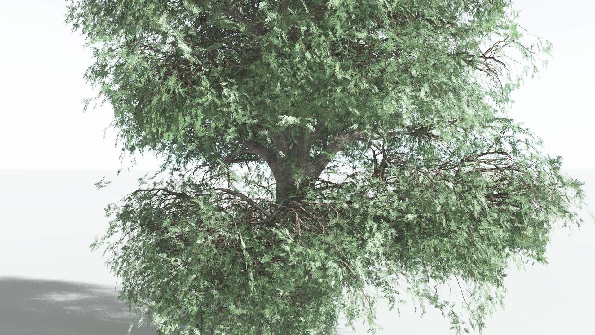 EVERYPlant Kauri 4 --12 Models-- 3D model_19