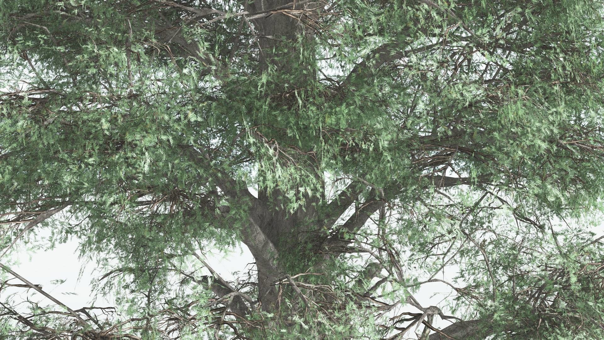 EVERYPlant Kauri 4 --12 Models-- 3D model_23