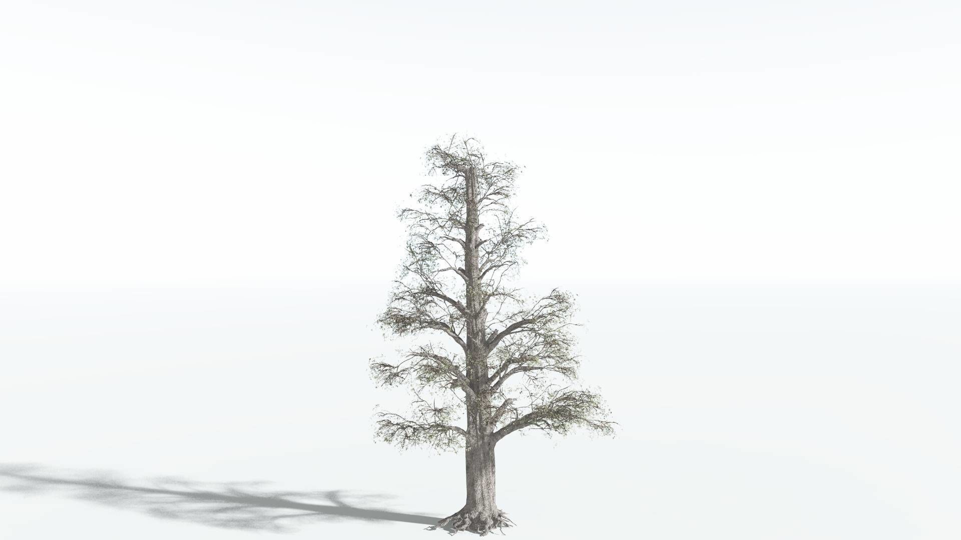 EVERYPlant Kauri 4 --12 Models-- 3D model_8