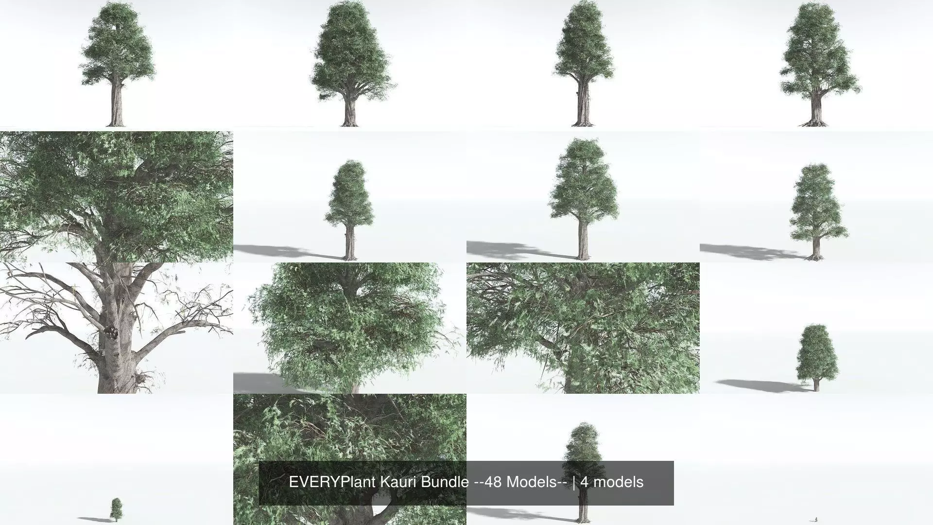 EVERYPlant Kauri Bundle --48 Models-- 3D Model Collection_0