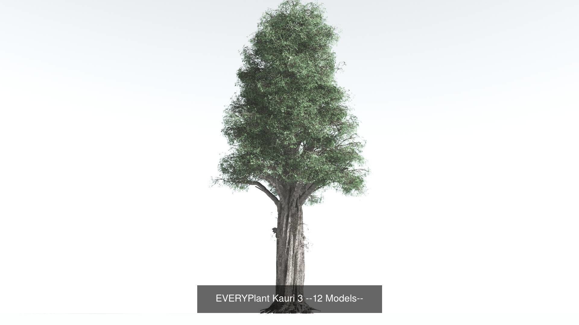 EVERYPlant Kauri Bundle --48 Models-- 3D Model Collection_3