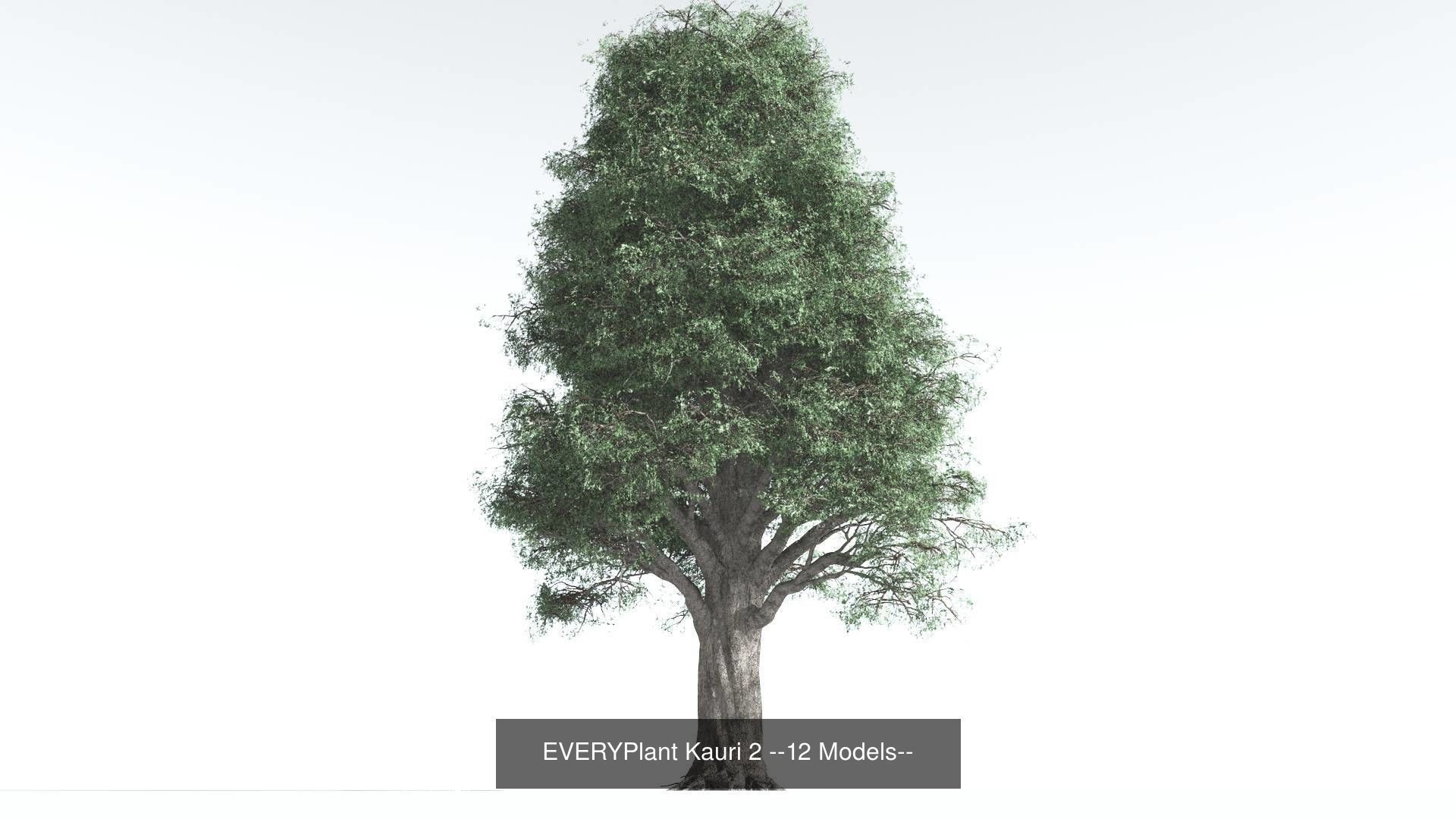 EVERYPlant Kauri Bundle --48 Models-- 3D Model Collection_2