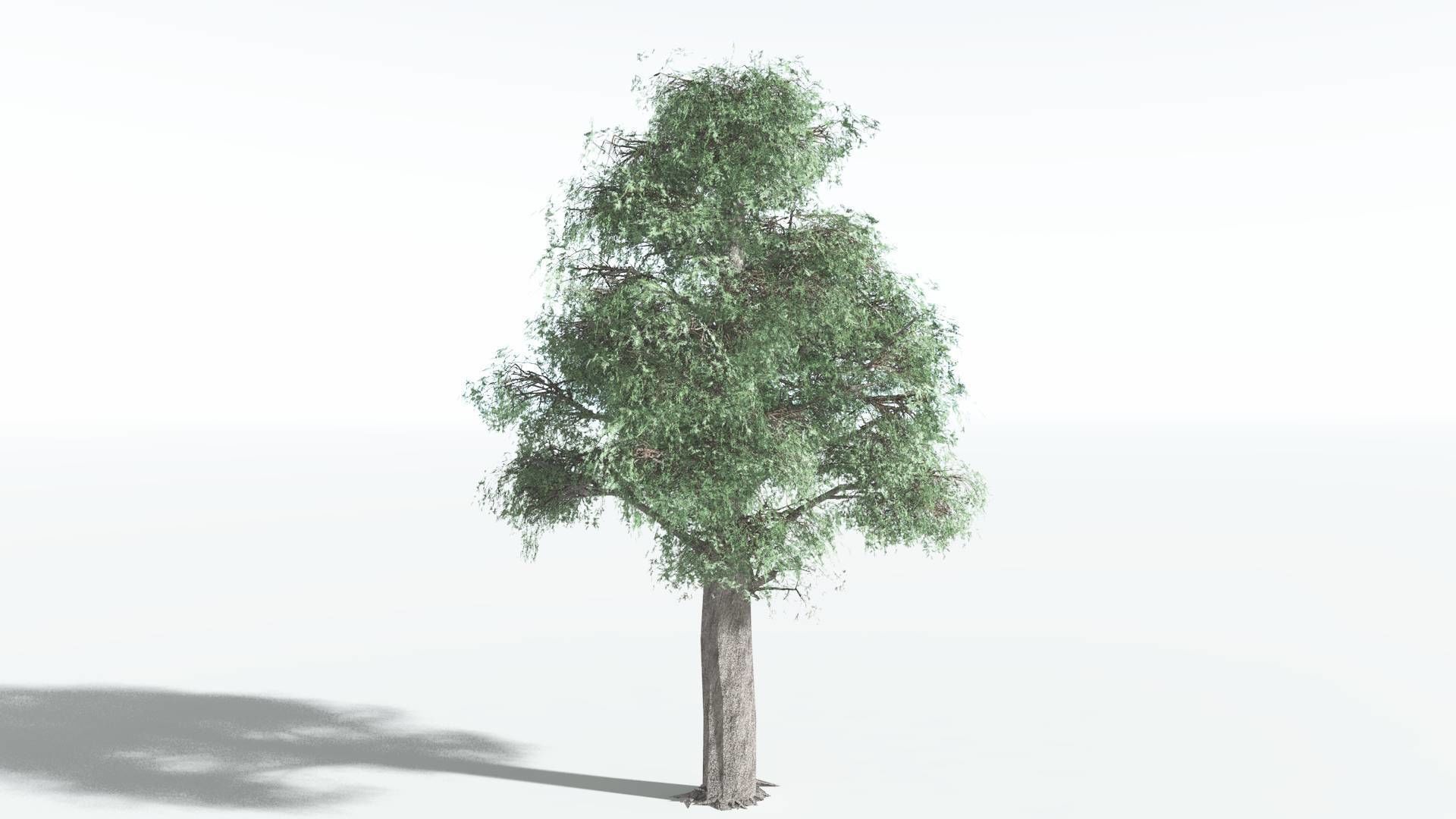 EVERYPlant Kauri LowPoly 1 --12 Models-- Low-poly 3D model_2