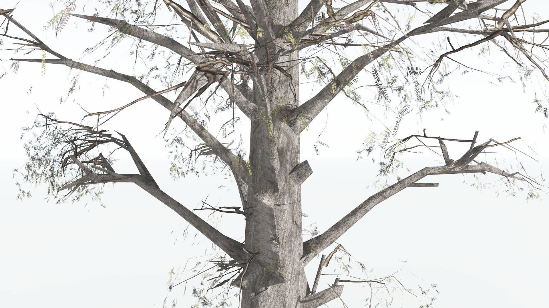 EVERYPlant Kauri LowPoly 1 --12 Models-- Low-poly 3D model_11