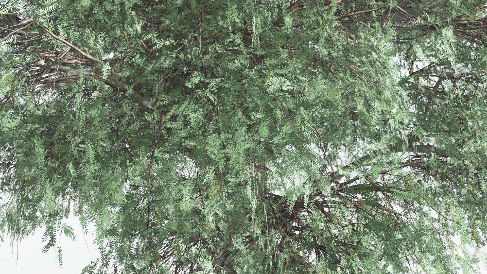 EVERYPlant Kauri LowPoly 1 --12 Models-- Low-poly 3D model_25