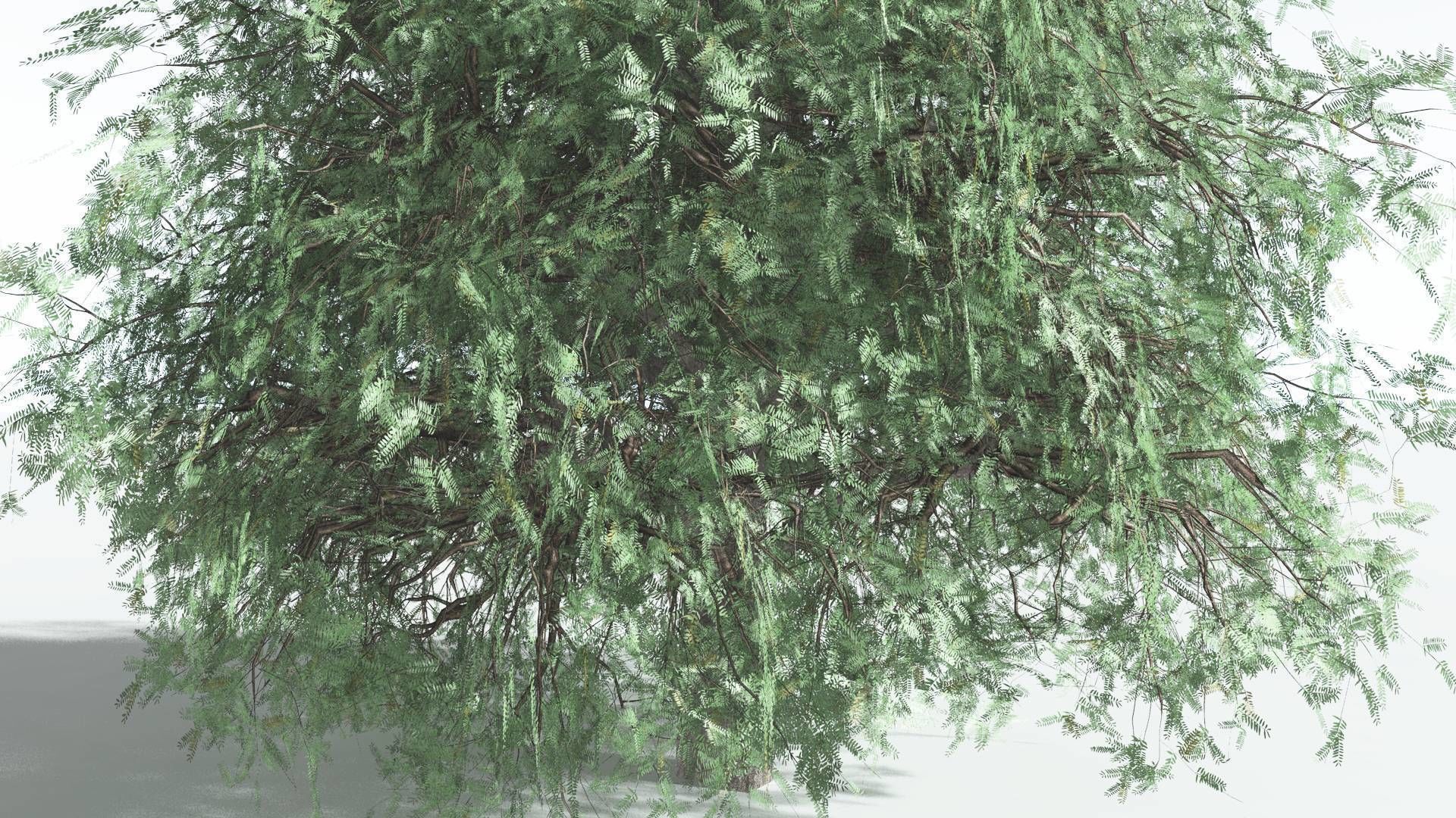 EVERYPlant Kauri LowPoly 1 --12 Models-- Low-poly 3D model_19