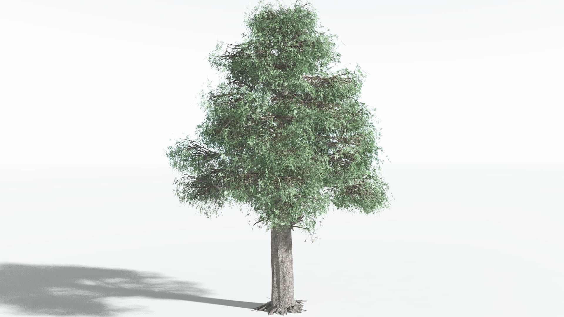 EVERYPlant Kauri LowPoly 1 --12 Models-- Low-poly 3D model_14