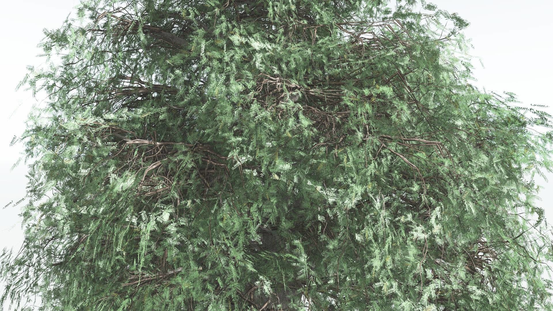 EVERYPlant Kauri LowPoly 1 --12 Models-- Low-poly 3D model_17