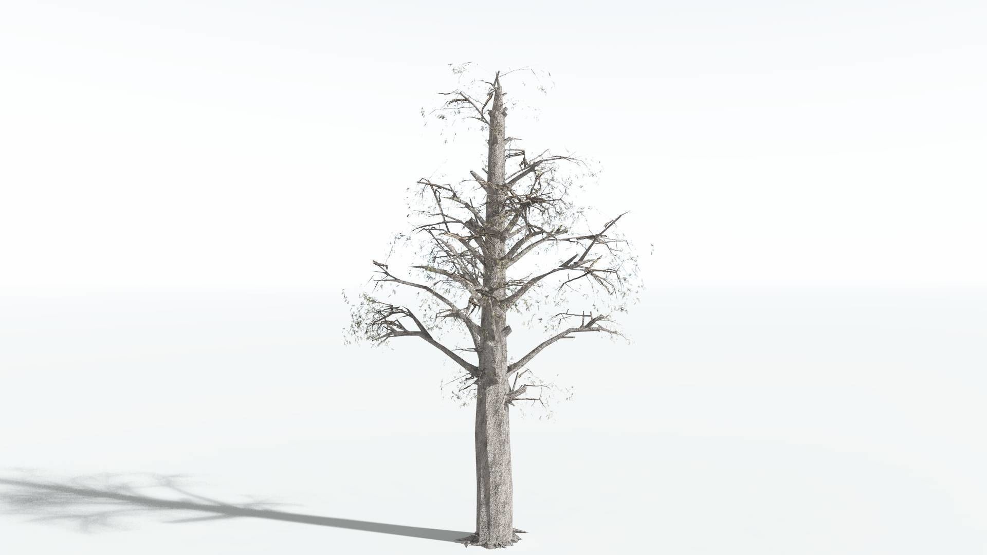 EVERYPlant Kauri LowPoly 1 --12 Models-- Low-poly 3D model_10