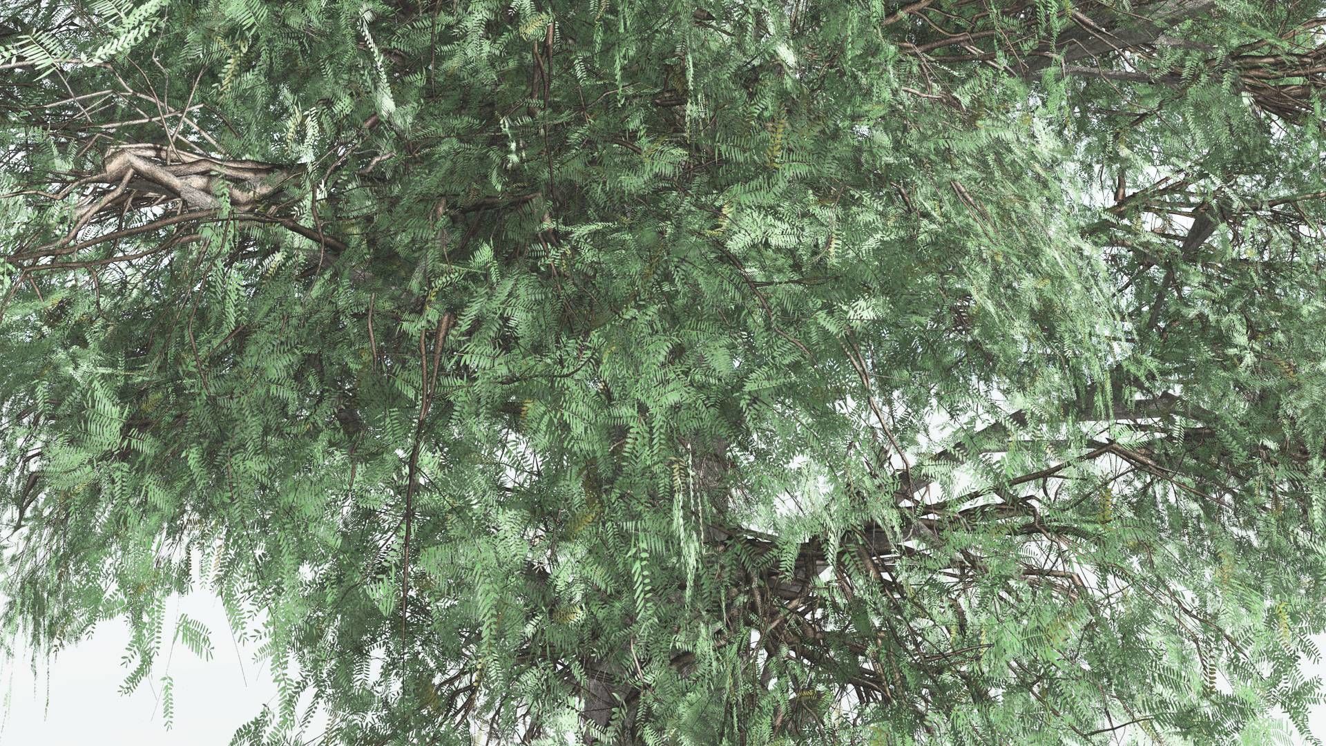 EVERYPlant Kauri LowPoly 1 --12 Models-- Low-poly 3D model_3