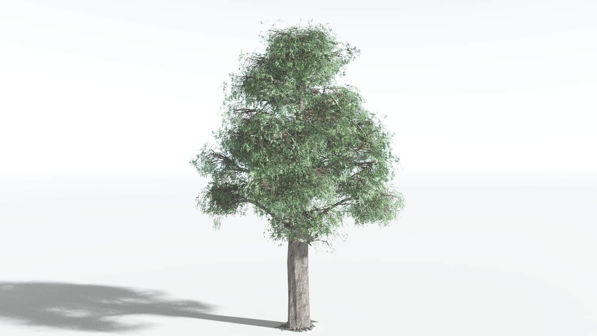 EVERYPlant Kauri LowPoly 1 --12 Models-- Low-poly 3D model_24