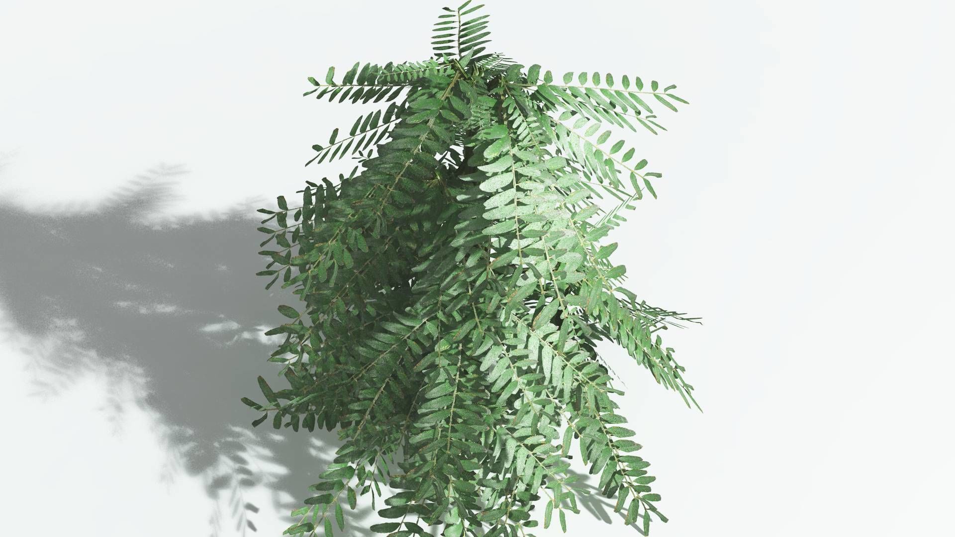 EVERYPlant Kauri LowPoly 1 --12 Models-- Low-poly 3D model_21